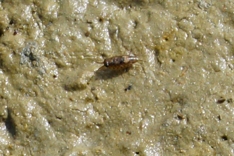 Isopodi palustri da identificare